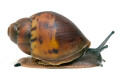 Archachatina sp. Calabar, Nigeria, juvenil